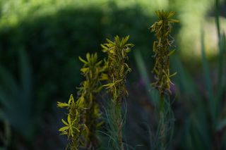 Asphedoline Lutea