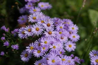 Aster Baby Blue
