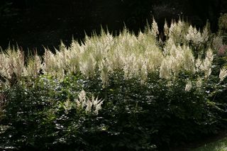 Astilbe Broutcherlin