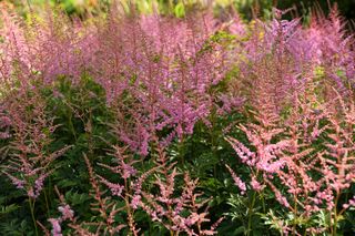 Astilbe Cattleya