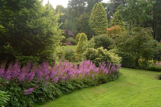 Astilbe Chinensis