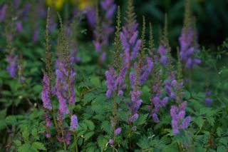 Astilbe Chinensis Pumila