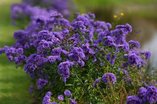 Aster Coombes Violet