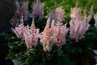 Astilbe Crispa