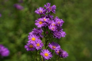 Aster Erica