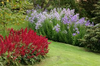 Astilbe Fanal