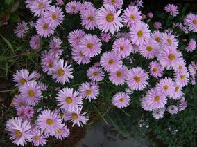 Aster Fellowship