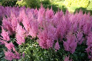Astilbe Fuschia Spangles