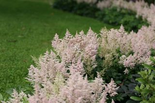 Astilbe Gloria