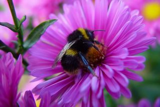 Aster Helen Ballard