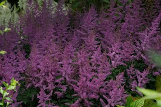 Astilbe Hyacinth