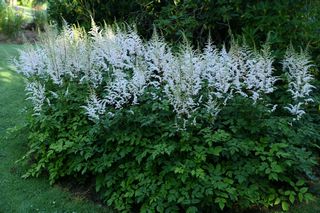 Astilbe Irene Rottespier