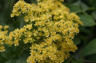 Aster Lutea