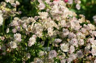 Astrantia Major