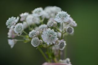Astrantia Major White Giant