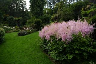 Astilbe Mowl