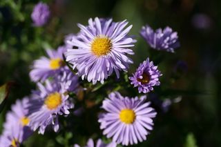 Aster Plenty
