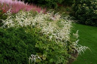 Astilbe Professor Weilen