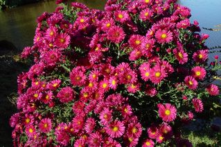 Aster Royal Ruby