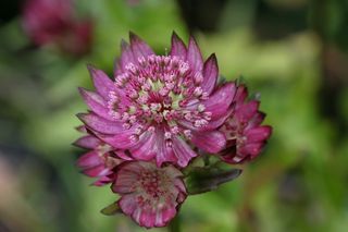 Astrantia Rubra