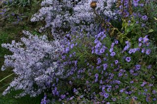 Aster Silver Spray