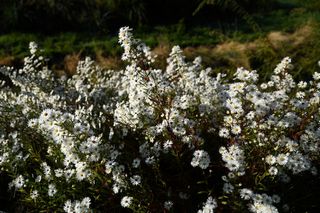 Aster Snow Queen