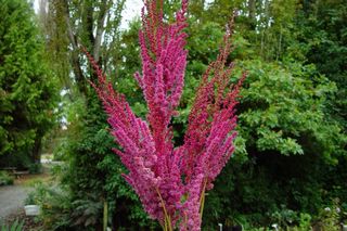 Astilbe Taquetii Superba