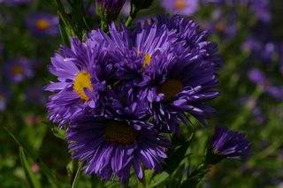 Aster The Sexton