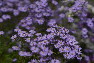 Aster Turbinellus
