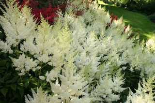 Astilbe White Gloria