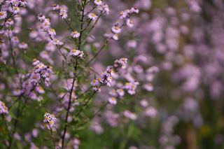 Boltonia Astroides