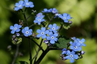 Brunnera Macrophylla 