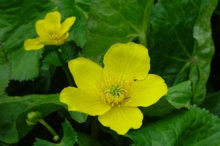 Caltha Palustris