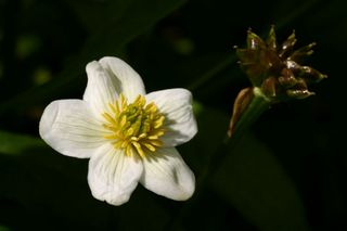 Caltha Palustris Alba