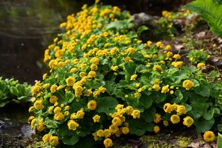 Caltha Palustris Flora Plena