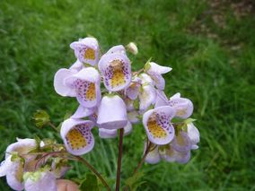 Calceolaria Violacea