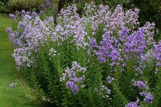 Campanula Lactiflora
