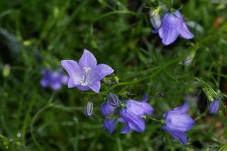 Campanula Rotundifolia