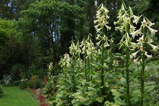 Cardiocrinum
