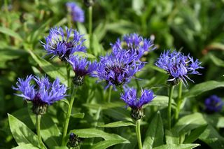 Centaurea Caerulea
