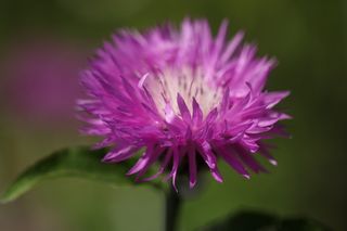 Centaurea Delbatus Pink