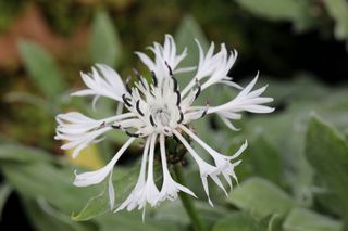 Centaurea Ossaea