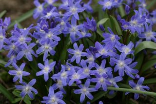 Chionodoxa Gigantea