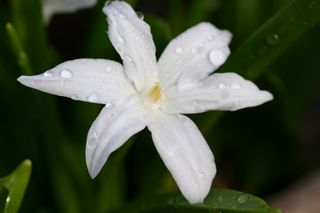 Chionodoxa Gigantea Alba