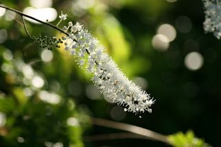 Cimicifuga Americana