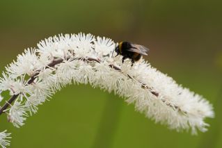 Cimicifuga Racemosa
