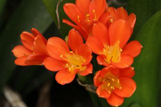 Clivia Minata Orange