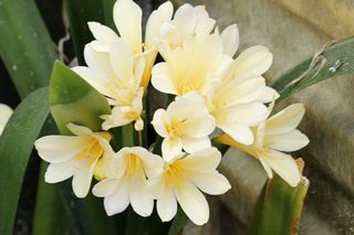 Clivia Minata Yellow