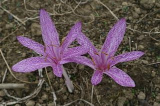 Colchicum Agrippinum