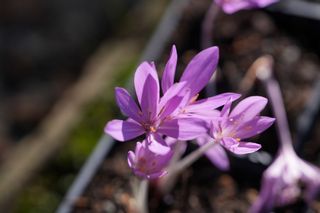 Colchicum Autumnale